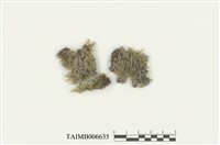 藏品(日鱗蘚屬)的圖片